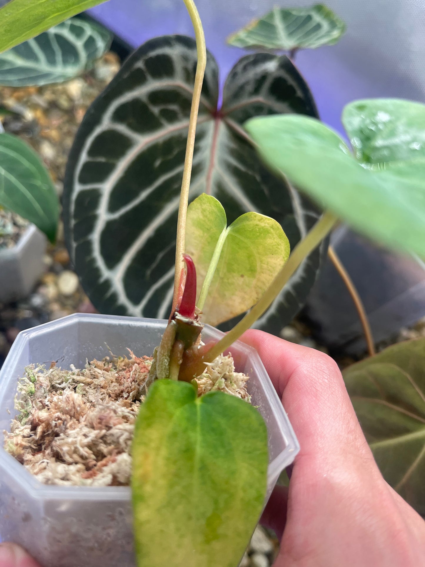 Anthurium Papillilaminum 'Fort Sherman' x 'Blue' Tricolor variegata