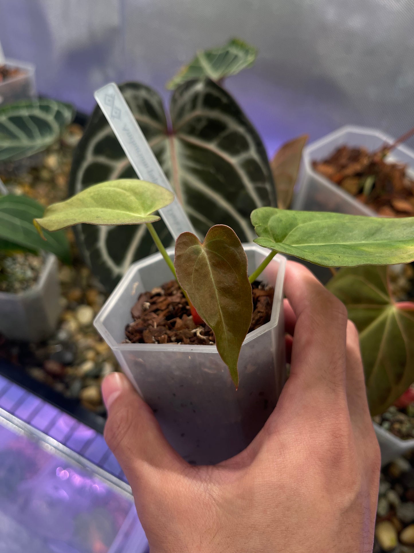 Anthurium Blue Papillilaminum Dark Form × X-one variegata