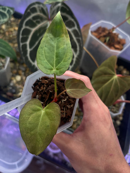 Anthurium Blue Papillilaminum Dark Form × X-one variegata