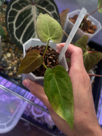 Anthurium Blue Papillilaminum Dark Form × X-one variegata