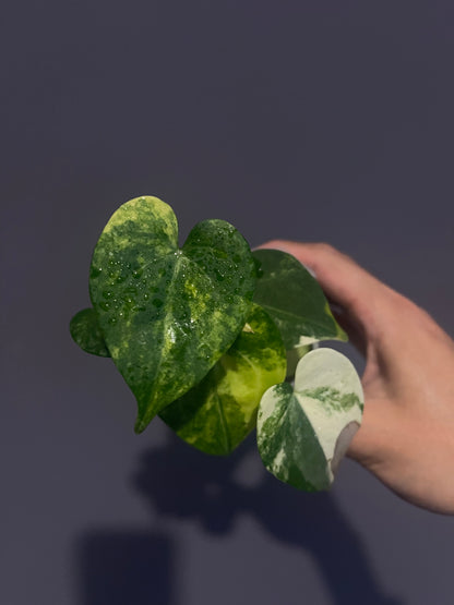 Anthurium clarinervium x clarinervium variegata