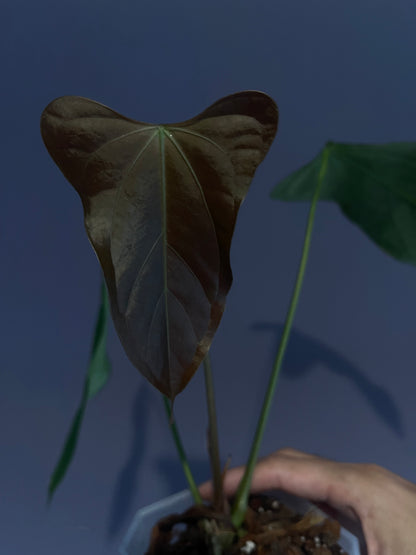 Anthurium Black Sweet x Indo Portillae