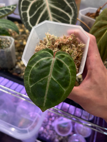 Anthurium Red Crystallinum (NSE)