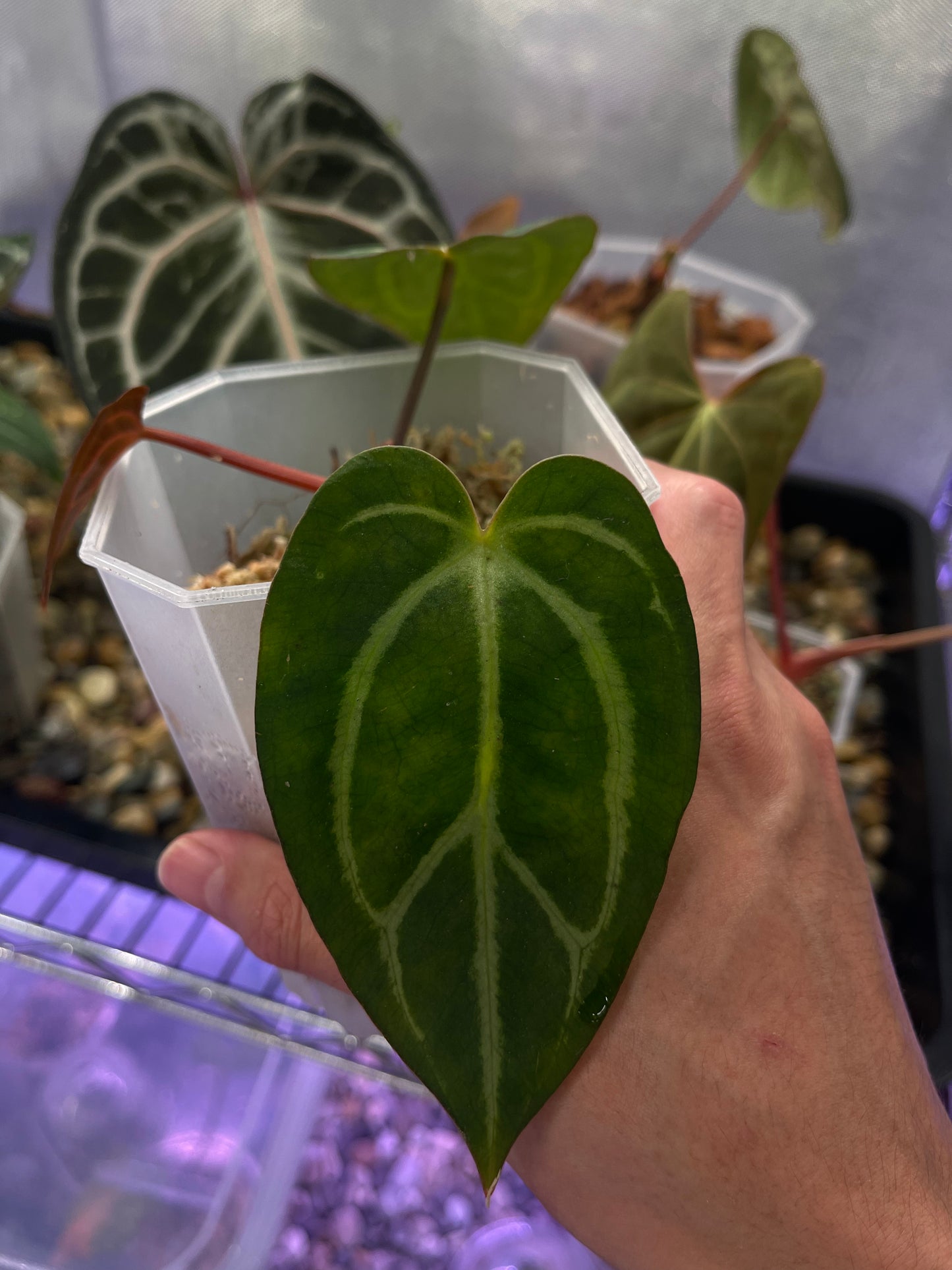 Anthurium Carlablackiae OG5 x RA4