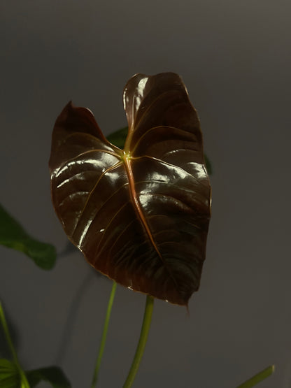 Anthurium Veitchii x Chamberlainii