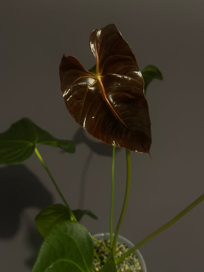 Anthurium Veitchii x Chamberlainii