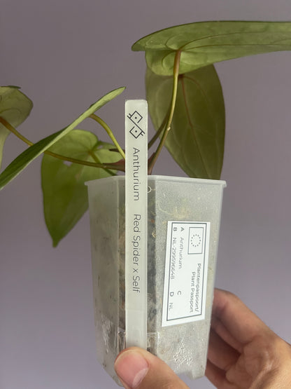 Clear plants tags (3pcs)