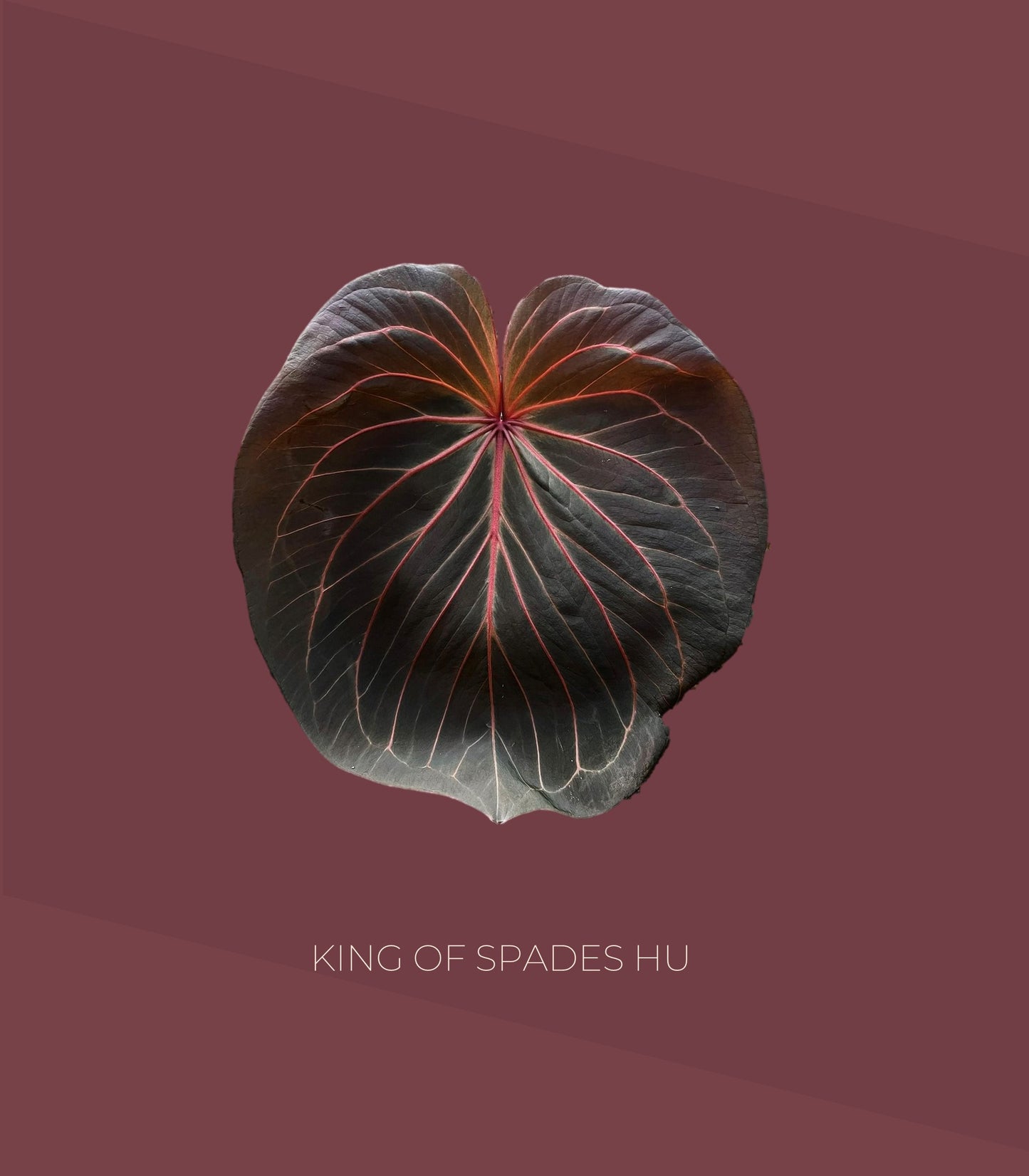 Anthurium King of Spades (KOS) HU