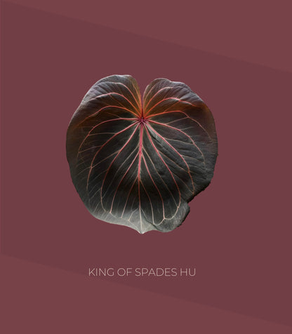 Anthurium King of Spades (KOS) HU