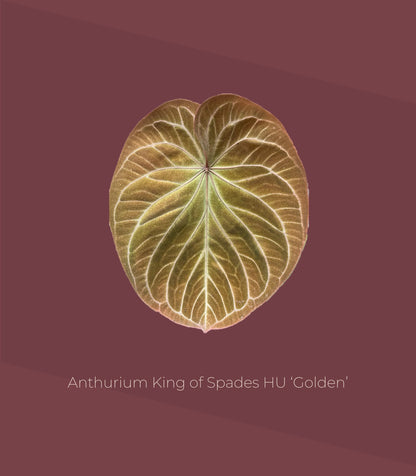 Anthurium King of Spades HU 'Golden'