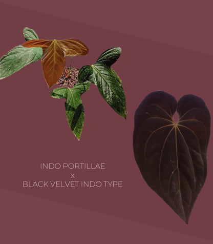 Anthurium Indo Portillae × BVIT