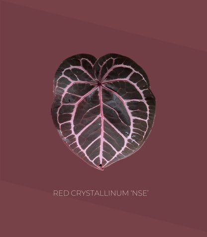 Anthurium Red Crystallinum (NSE)