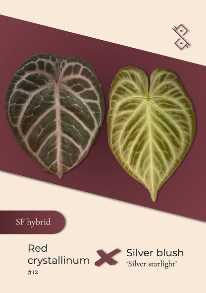 Seeding: Red crystallinum #12 × Silver blush 'Silver starlight'