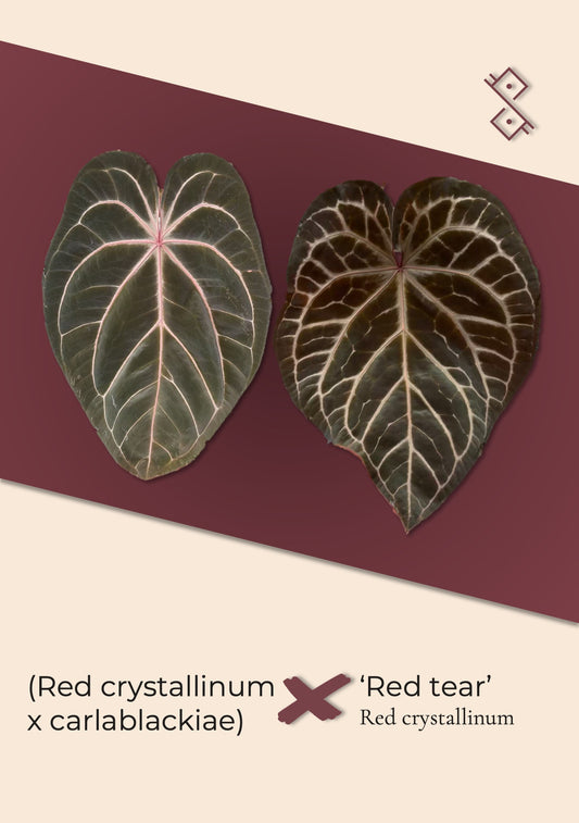 Seedling: (red crystallinum × carlablackiae) × 'Red tear'