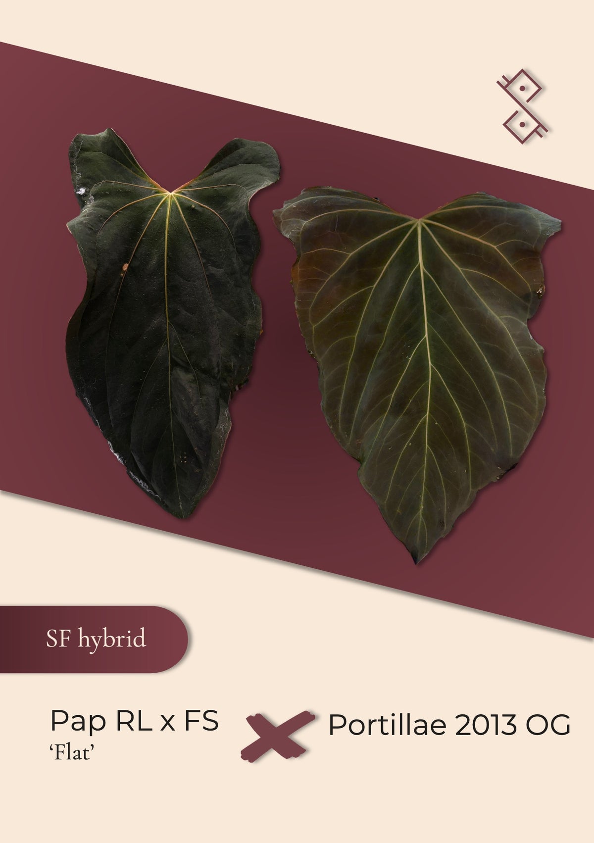 Seedling: Anthurium Papillilaminum (RL × FS) ‘Flat’ × portillae 2013 OG
