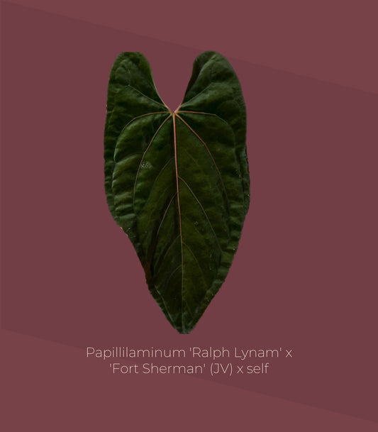 Anthurium (RLxFS) x self