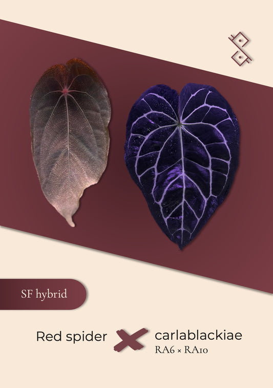 Seedling: Red spider × carlablackiae (RA6 × RA10)
