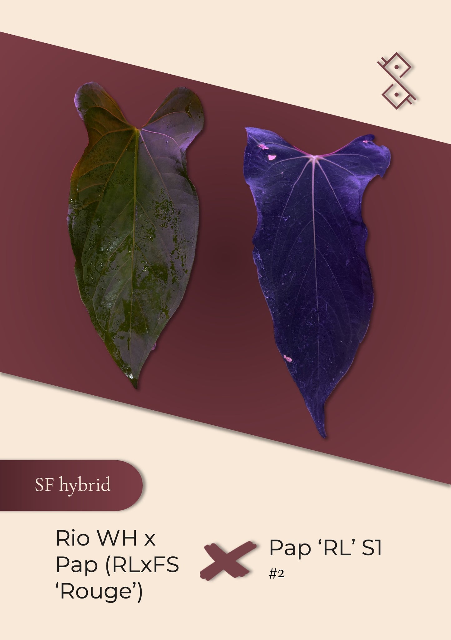 Seeds: (Rioclaroense wild hybrid × Pap RL×FS 'Rouge') × Pap RL S1 #2