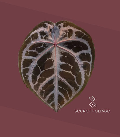 Anthurium (SKG Silver × Red Crystallinum) × self