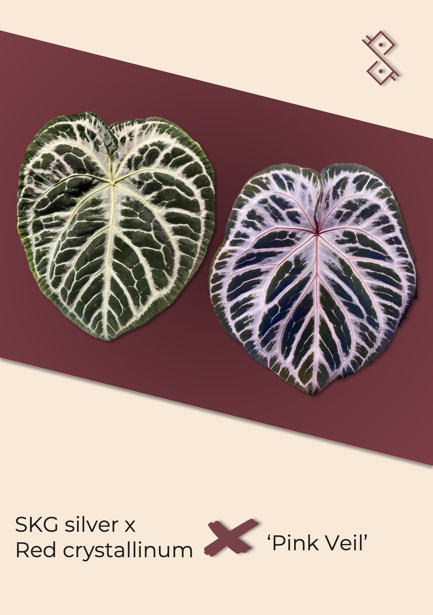 Seedling: (SKG Silver × Red crystallinum) × 'Pink Veil'