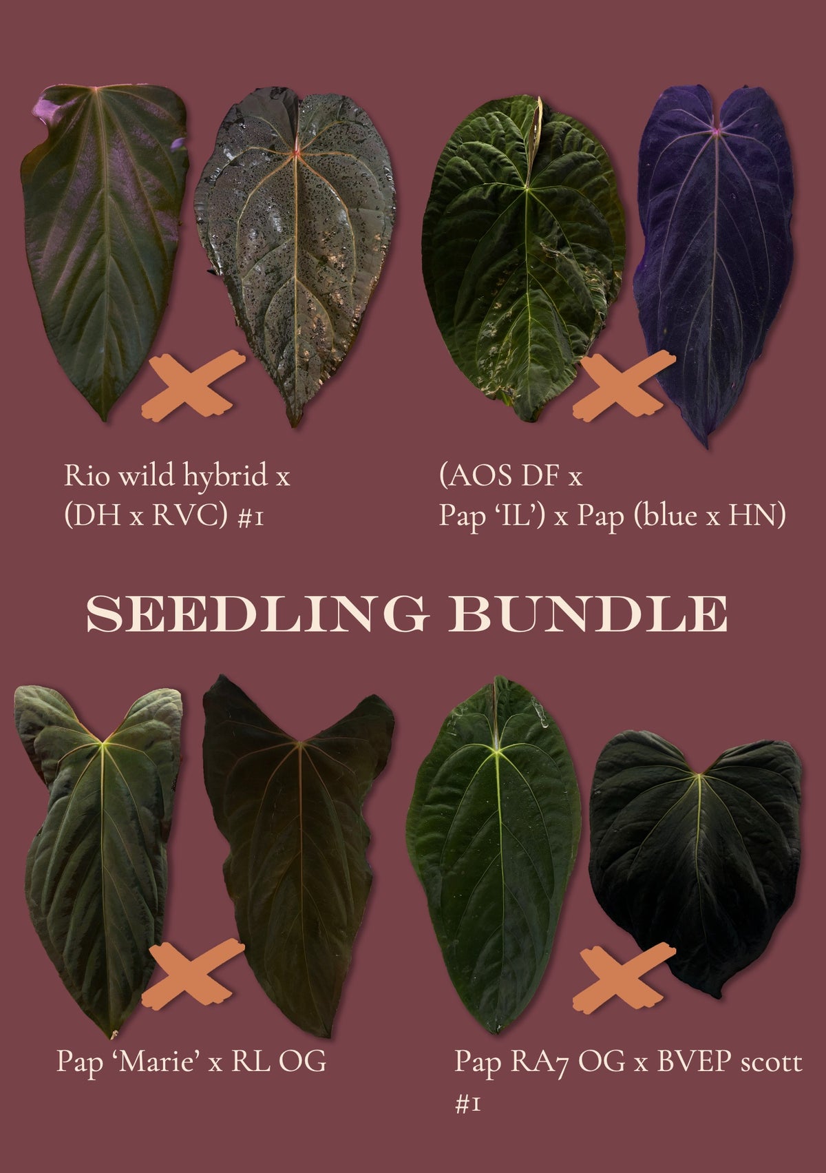 Seedling bundle C
