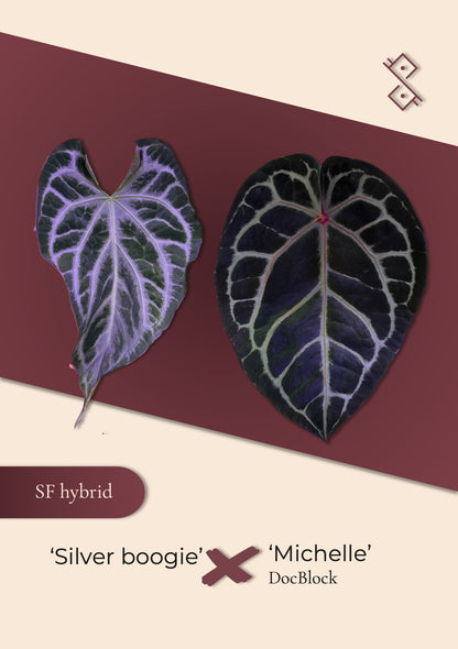 Seedling: 'Silver boogie' × 'Michelle'
