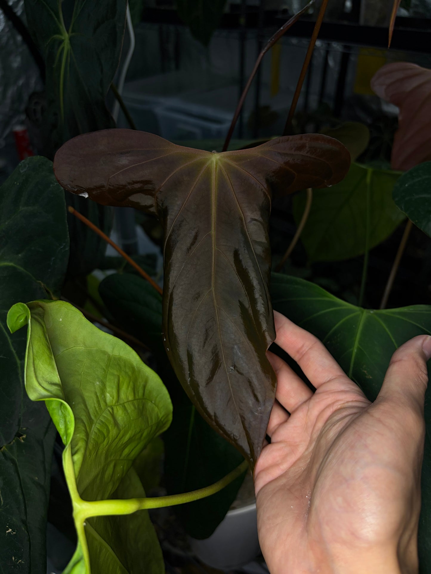Anthurium Sp Nov DF