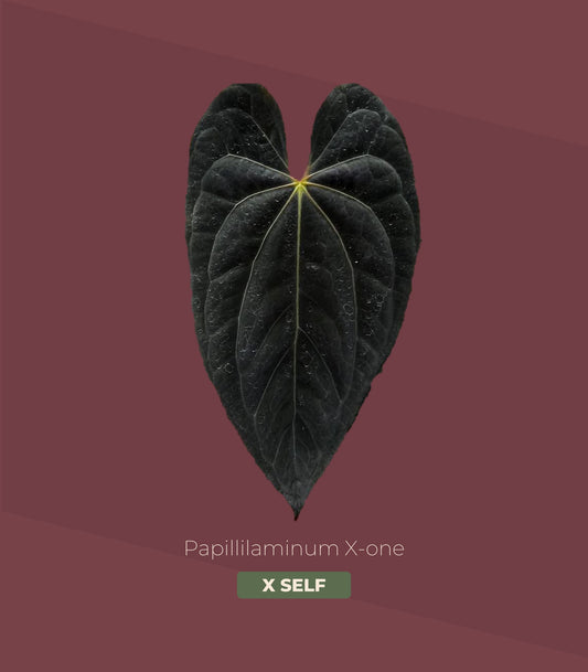 Anthurium papillilaminum X-one × self (selected)