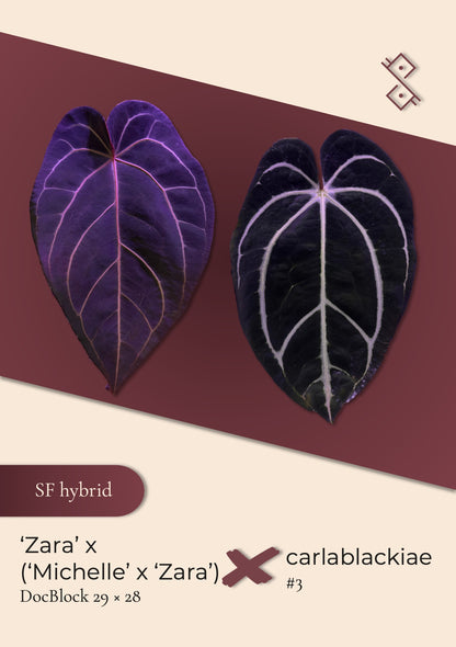 Seedling: ('Zara' 29 × ('Michelle' × 'Zara') 28) × carlablackiae #3