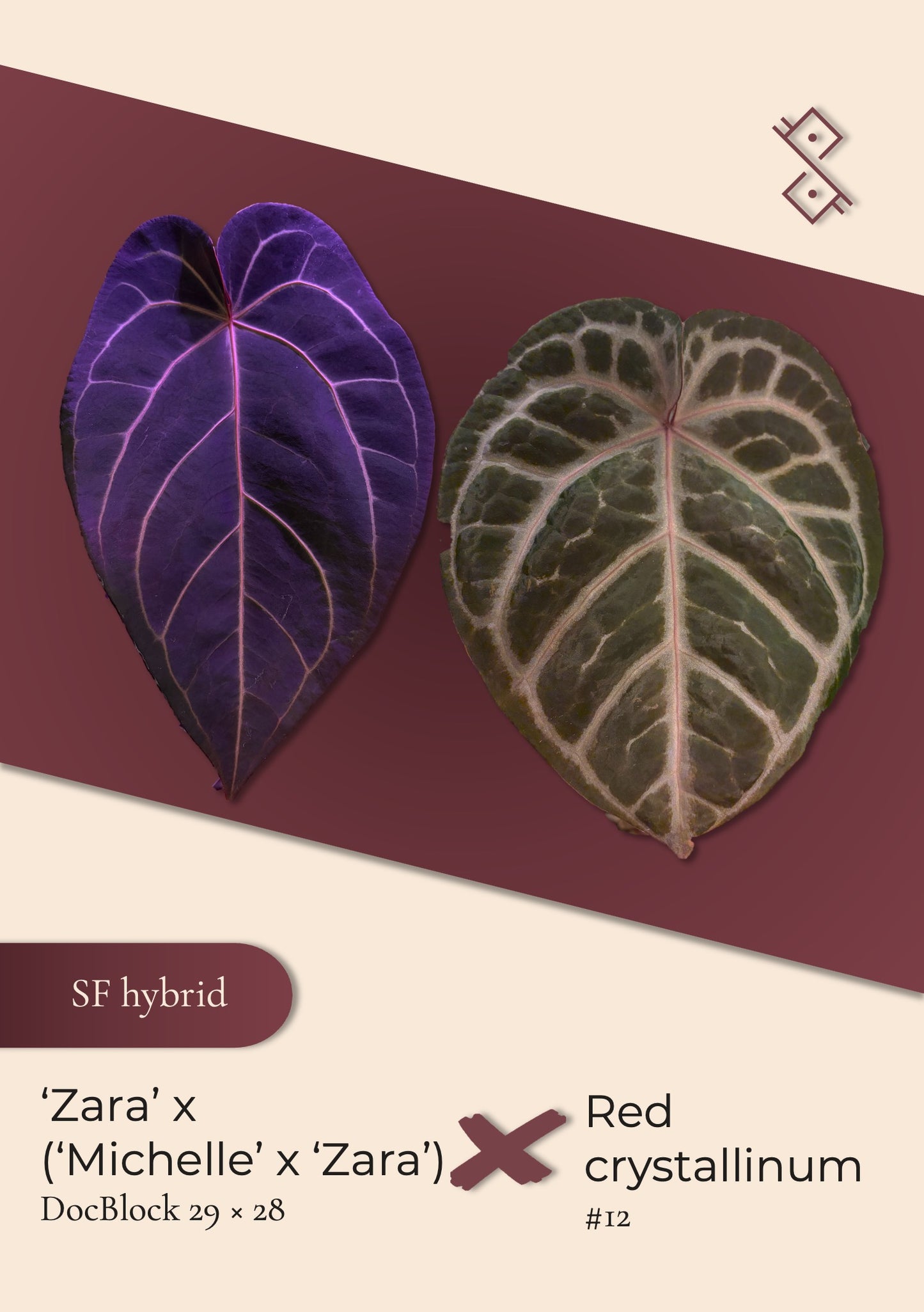 Seeding: ('Zara' 29 × ('Michelle' × 'Zara') 28) × Red crystallinum #12