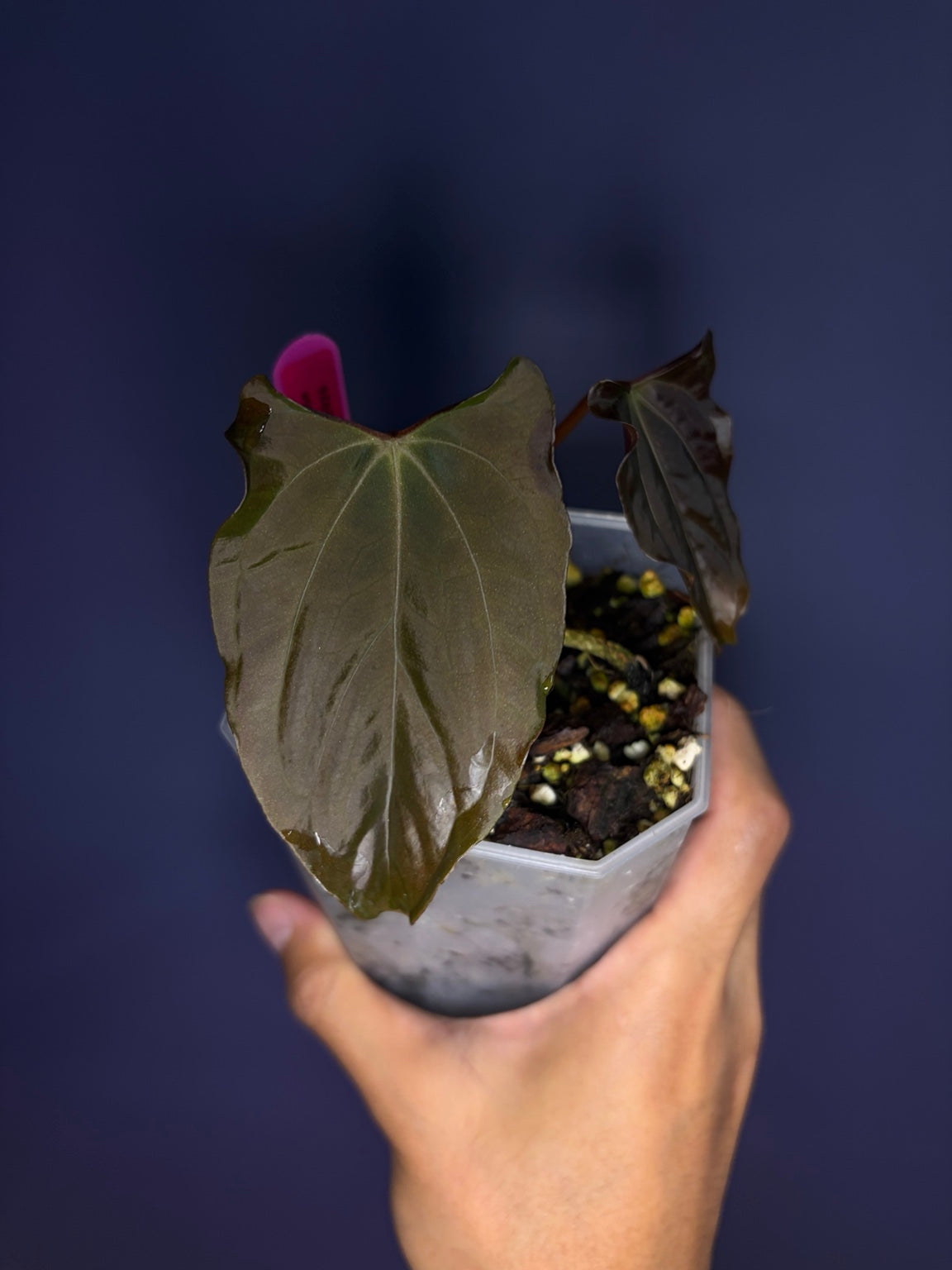 Anthurium papillilaminum Ralph Lynam OG clone