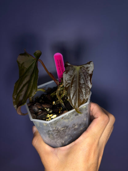 Anthurium papillilaminum Ralph Lynam OG clone