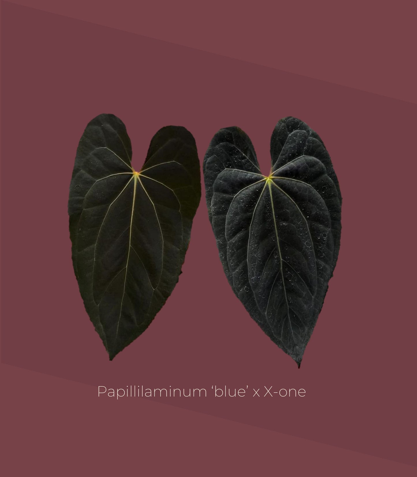 Anthurium Blue Papillilaminum × X-one