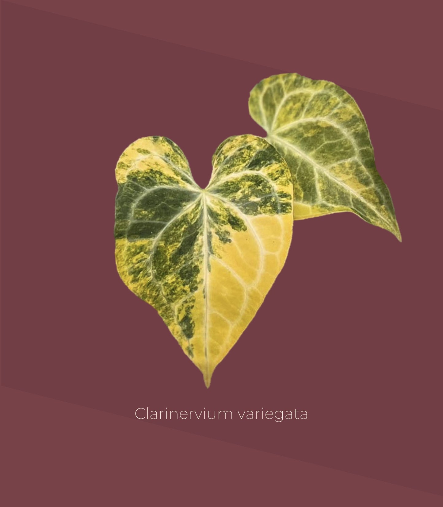 Anthurium clarinervium x clarinervium variegata