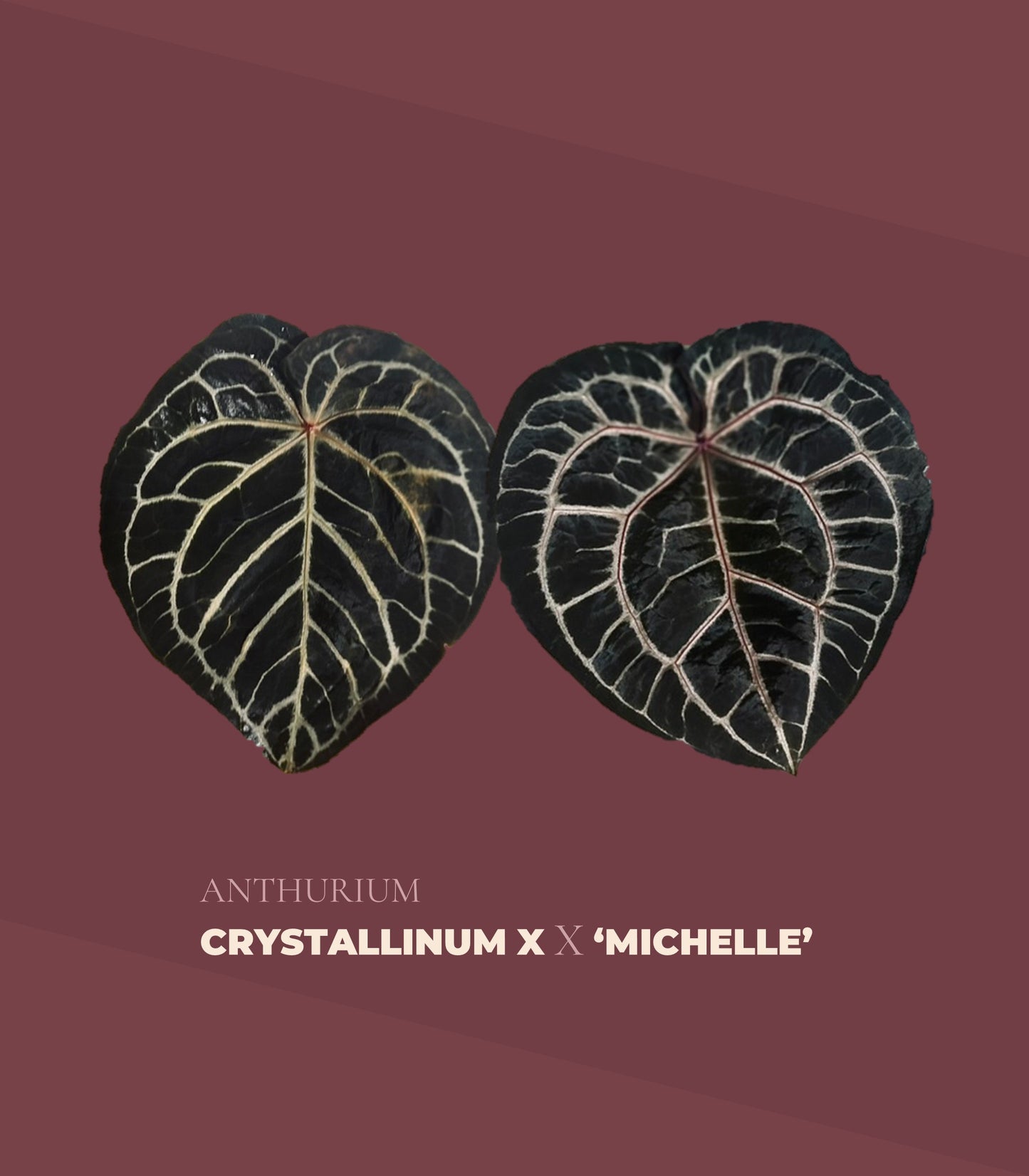 Anthurium Crystallinum X x Michelle