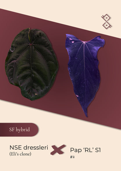 Seedling: NSE dressleri × Pap ‘RL’ S1