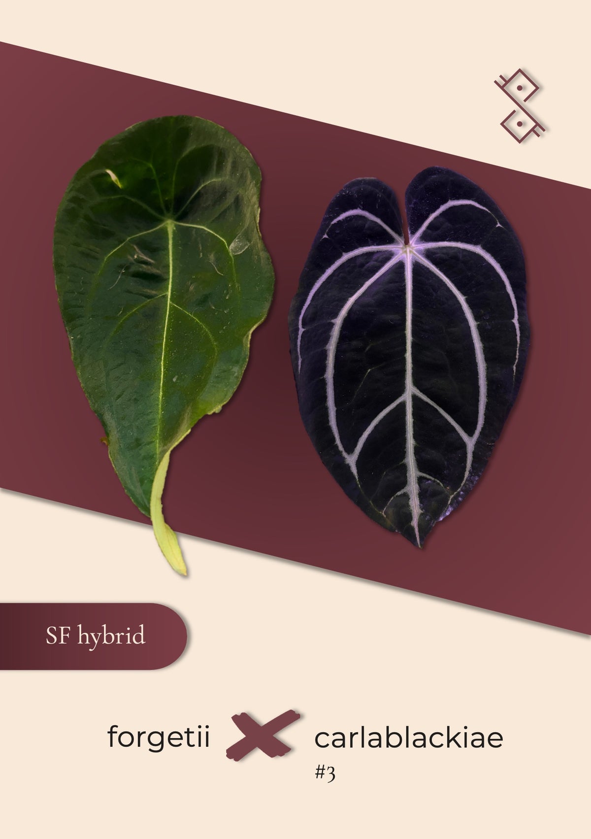 Seedling: forgetii × carlablackiae #3