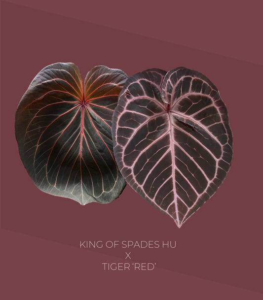 Anthurium King of Spades (HU) × Tiger Red