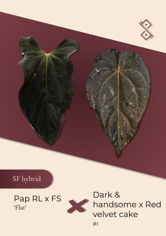 Seedling: Anthurium Papillilaminum (RL × FS) ‘Flat’ × (Dark & Handsome × Red Velvet Cake) #1