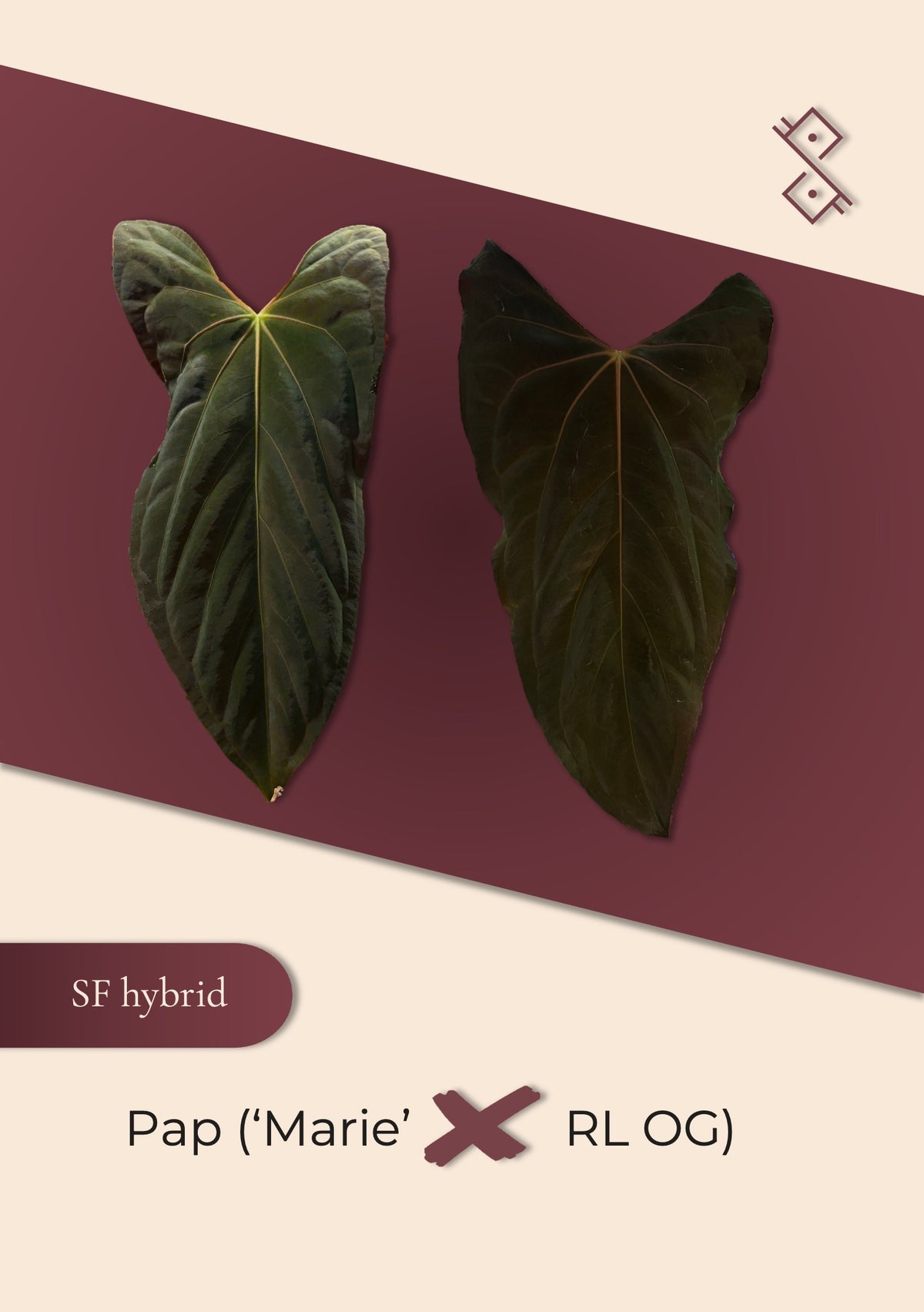 Seedling: papillilaminum ('Marie' × 'Ralph Lynam' OG)