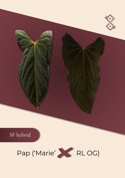 Seedling: papillilaminum ('Marie' × 'Ralph Lynam' OG)