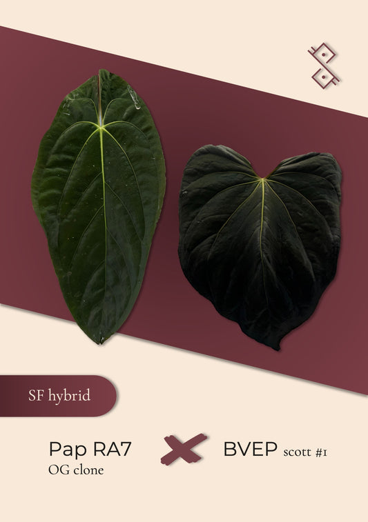 Seedling: papillilaminum RA7 clone × BVEP Scott #1