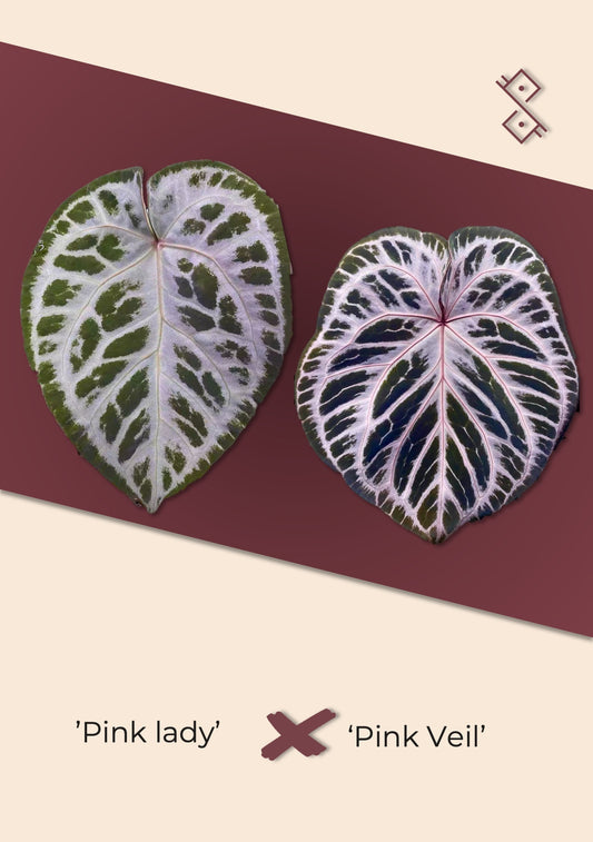 Seedling: 'Pink Lady' × 'Pink Veil'