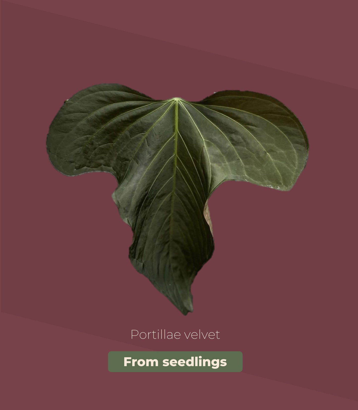 Anthurium Portillae velvet from seedings