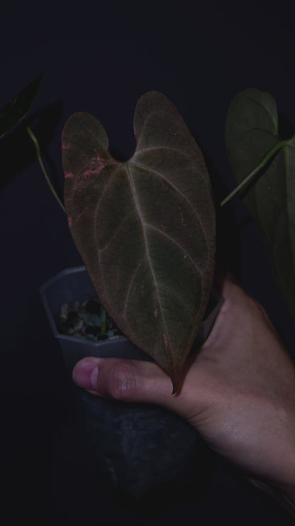 Anthurium Papillilaminum 'Blue ocean' variegata