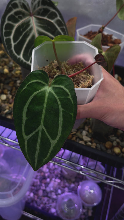 Anthurium Carlablackiae OG5 x RA4