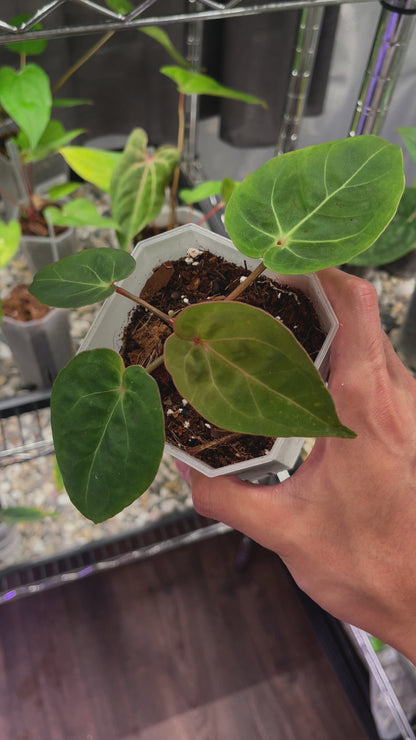 Anthurium hoffmannii Red Sinus (Indo type)