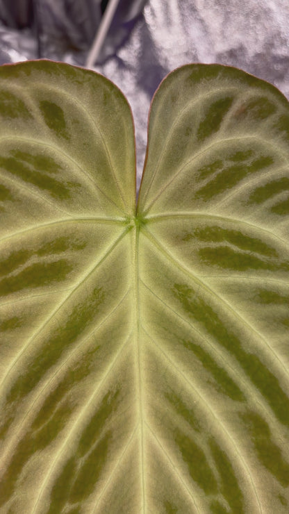 Anthurium ‘Silver blush’