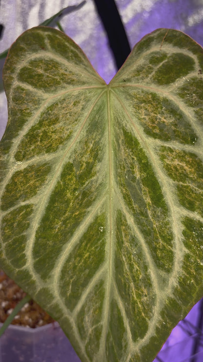 Anthurium Silver blush mint variegata
