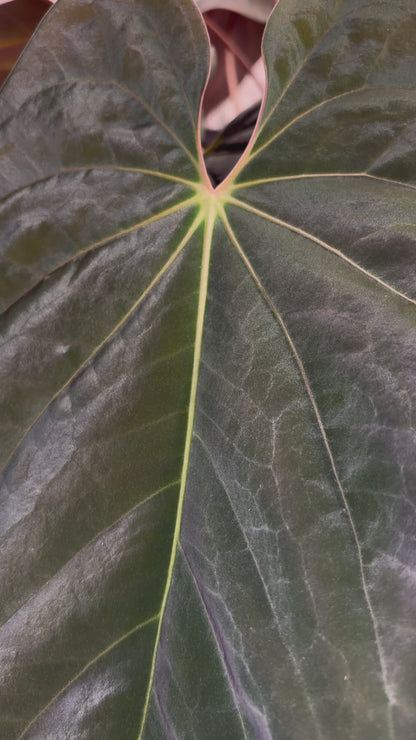 Anthurium BVEP OG1 × RA1